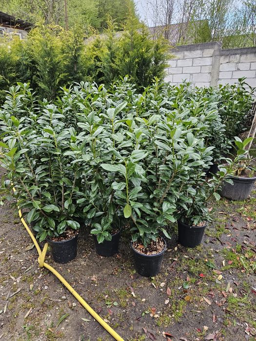 Prunus laurocerasus ideal pentru a forma un gard viu verde