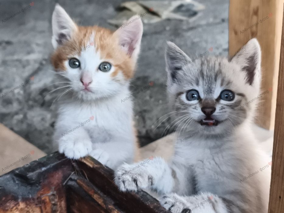 Отдам бесплатно котят