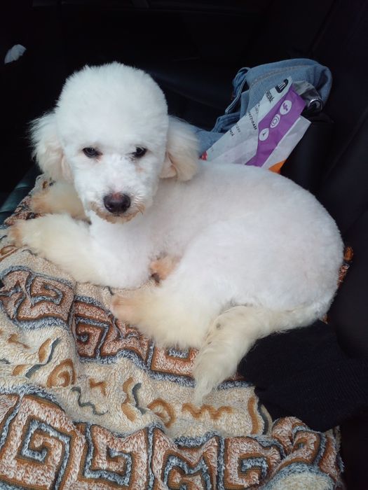 Caniche pudel alb