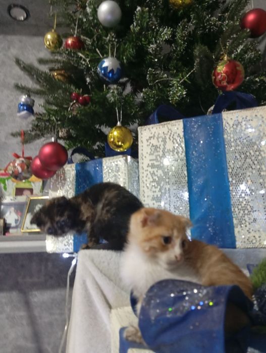 Веслоухие котята не дорого бодрые игривые не капризные