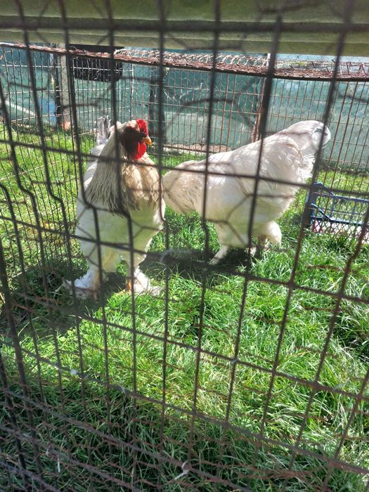 Cocoși brahma 150 de lei bucata