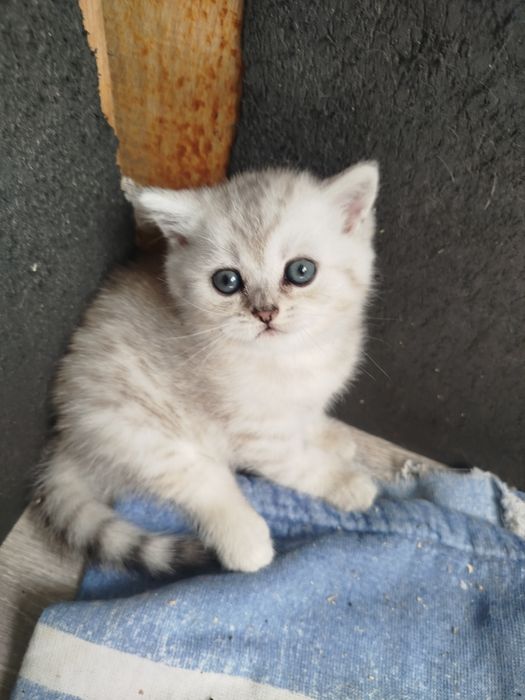 Шотландские котята