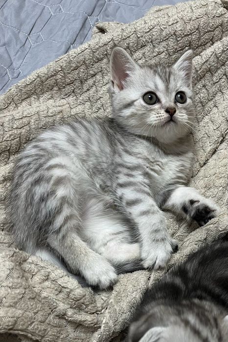 Шотландский котенок.