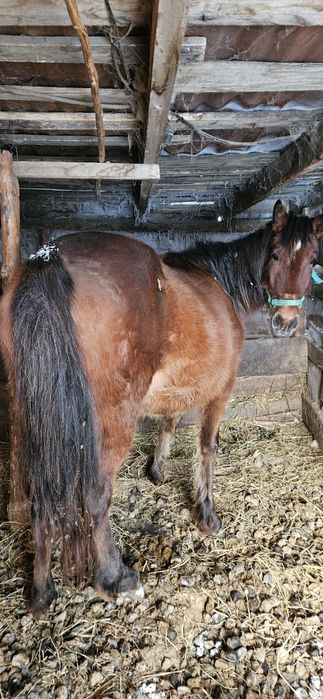 Продам жеребую кобылу