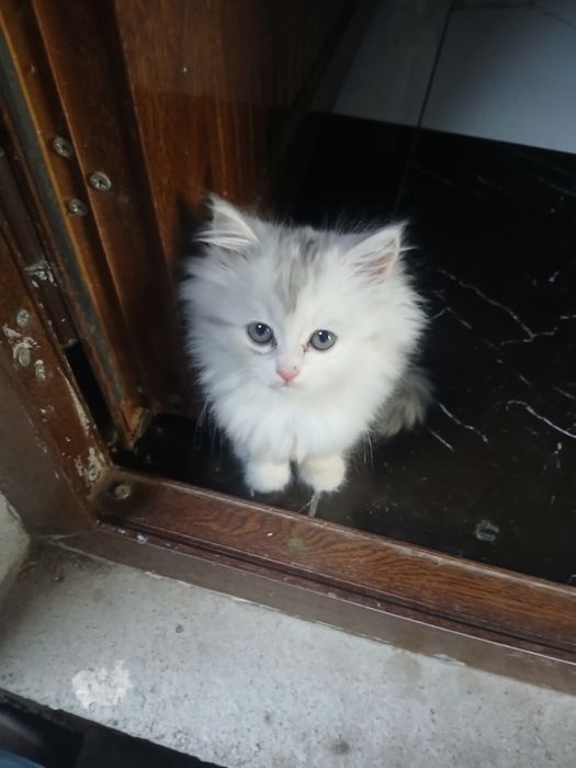 Siberski shinshila