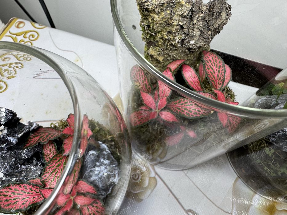 Продам флорариумы!