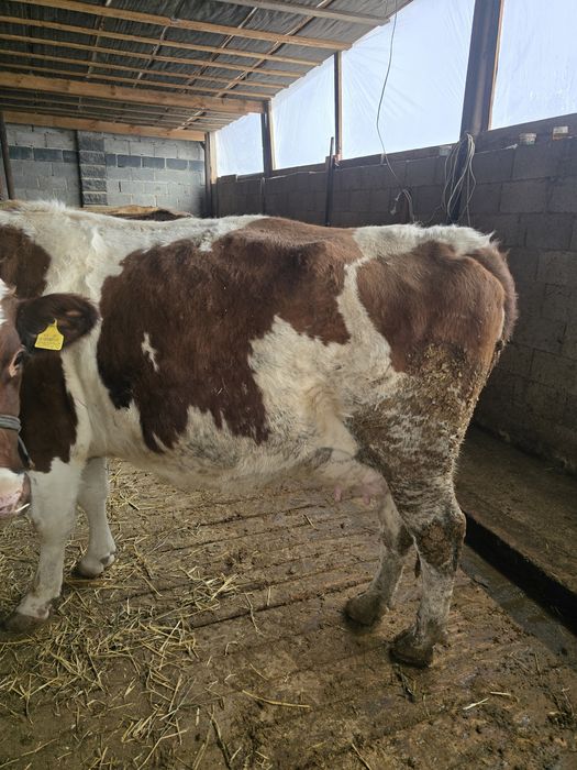 Буаз сиыр сатылады