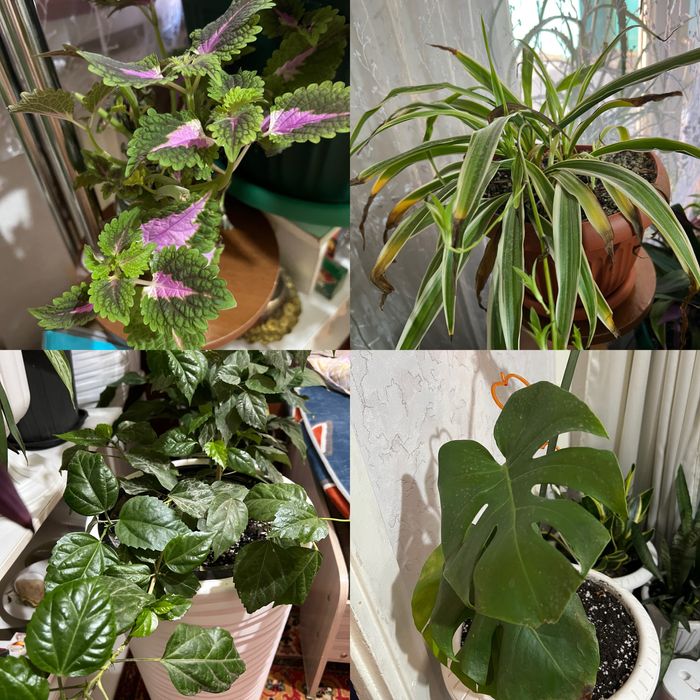 Спочно продам цветы в горшках