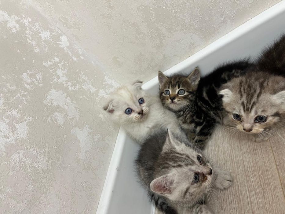 Шотландские кошки