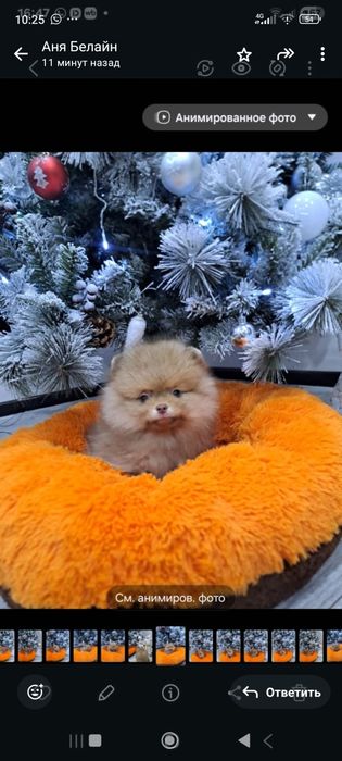 Милые  мини померанский шпиц