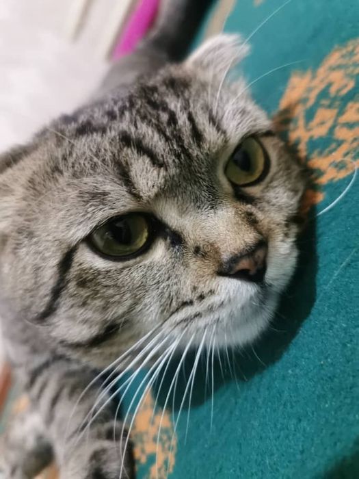 Скотиш       Фолд