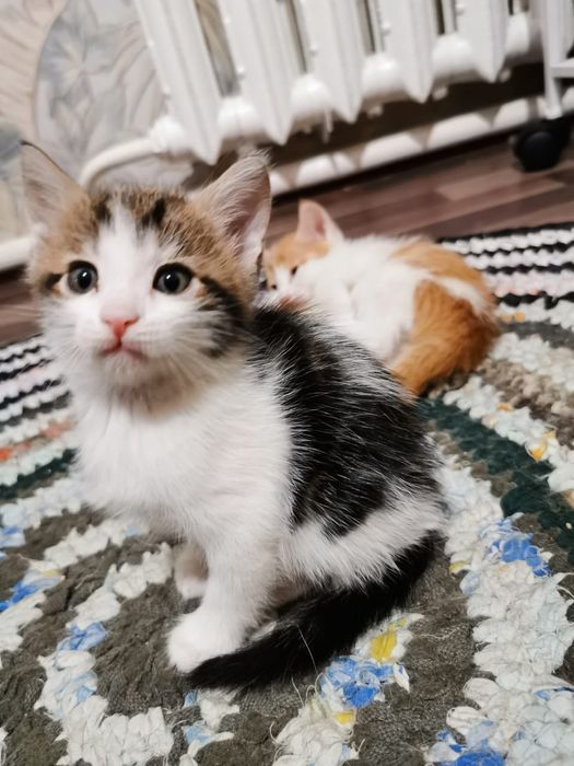 Отдам котят даром