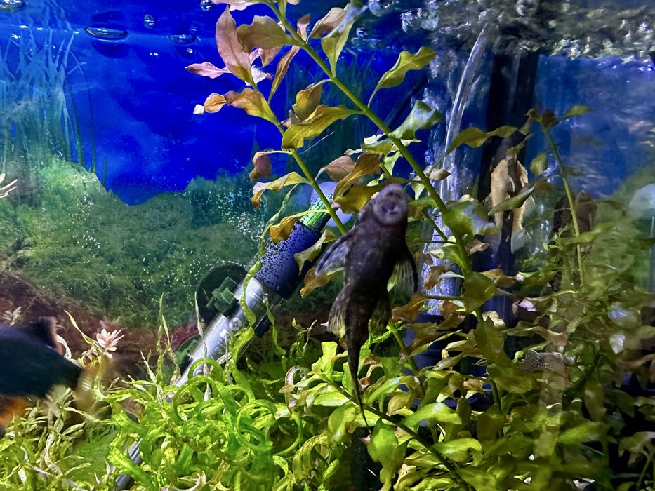 Анцитрусы светлые и темные