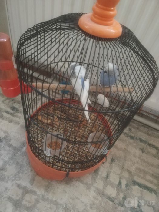 papugay kimdir omoqchi bolsa kelishtrib beramiz