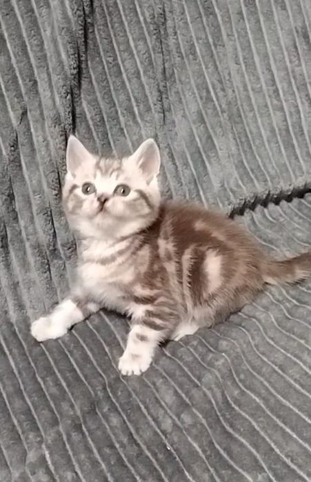 Мальчик. Скоттиш страйт.