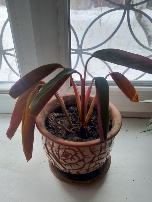 Продам комнатные растения.