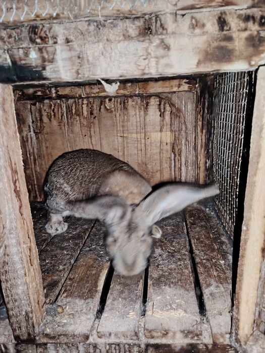 Продам крола и кролиху