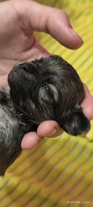 Продаются щенки чихуахуа