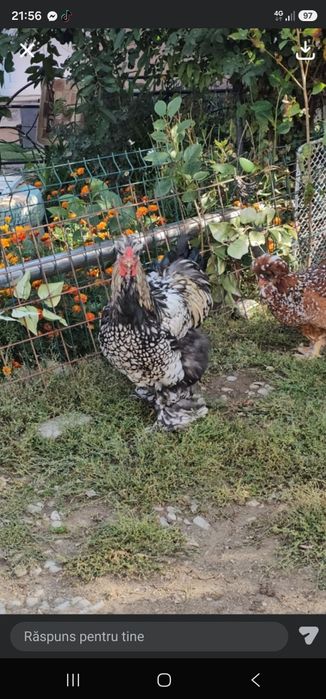 Cocosi  silver Laced