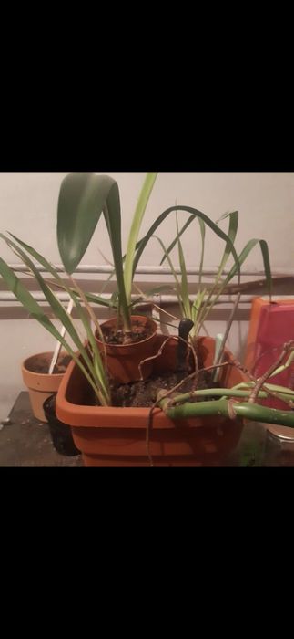 Yucca planta de gradina