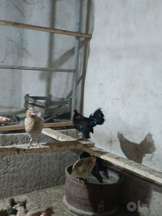 Yapon hprozlar bor
