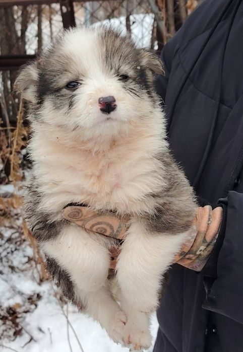 Отдам щенка в добрые руки