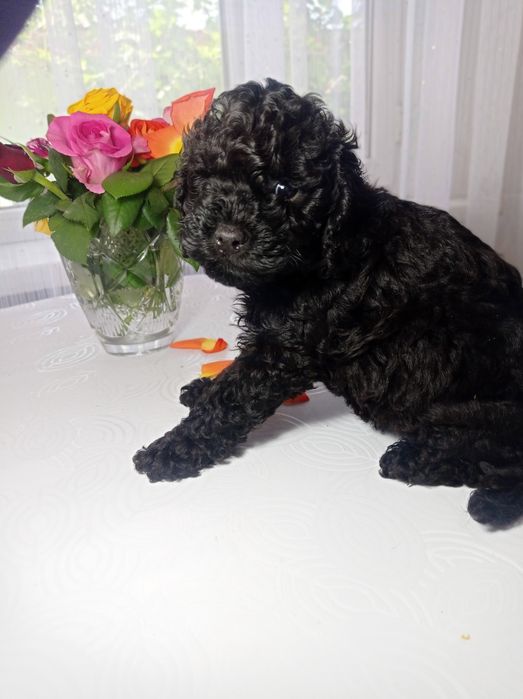 Продам щенка пудель.