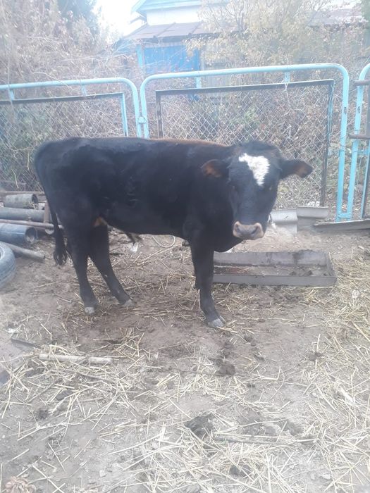 Продам крупно рогатый скот