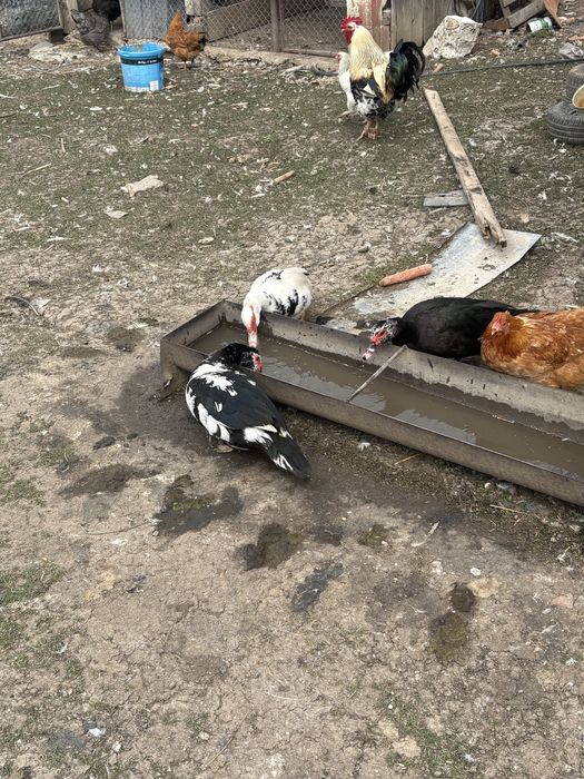 Rate mute de canzare