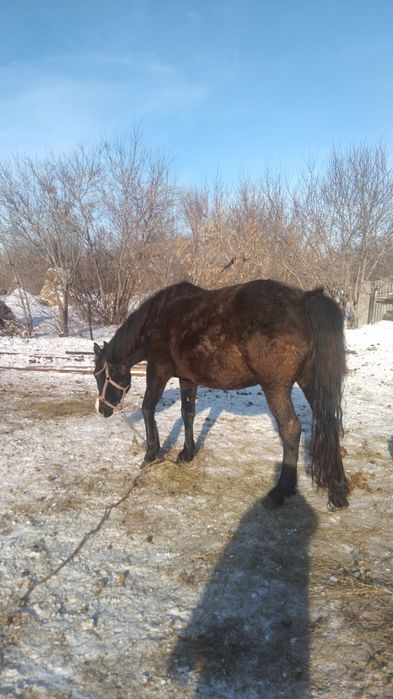 Продам кобылу.      .