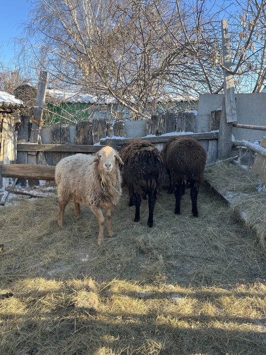 3 кошкар сатылады,откорм