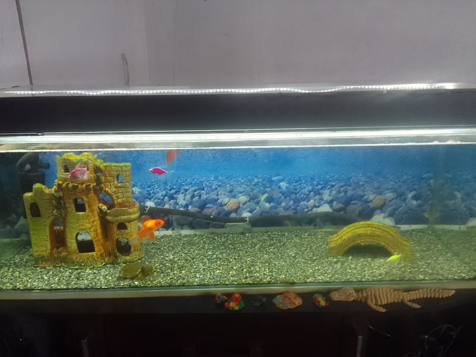 Продам аквариум с рыбками