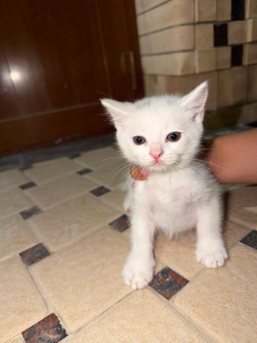 Продаетца котенки