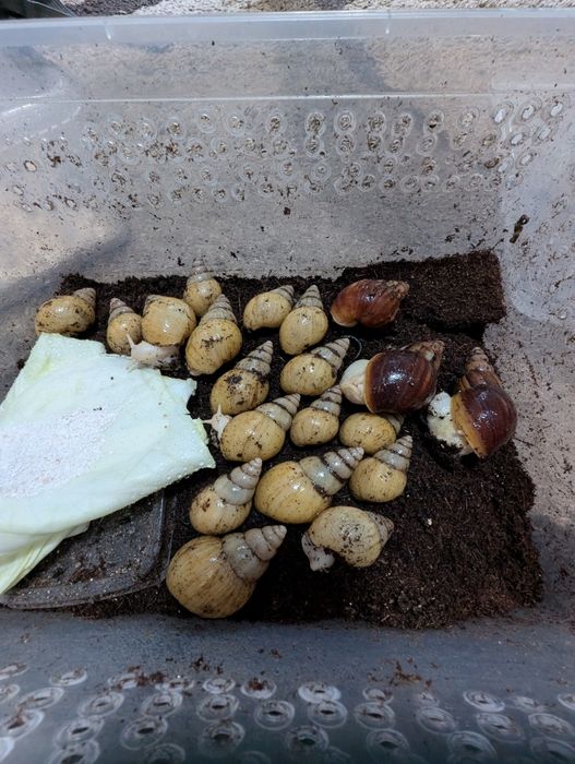 Улитки    ахитины