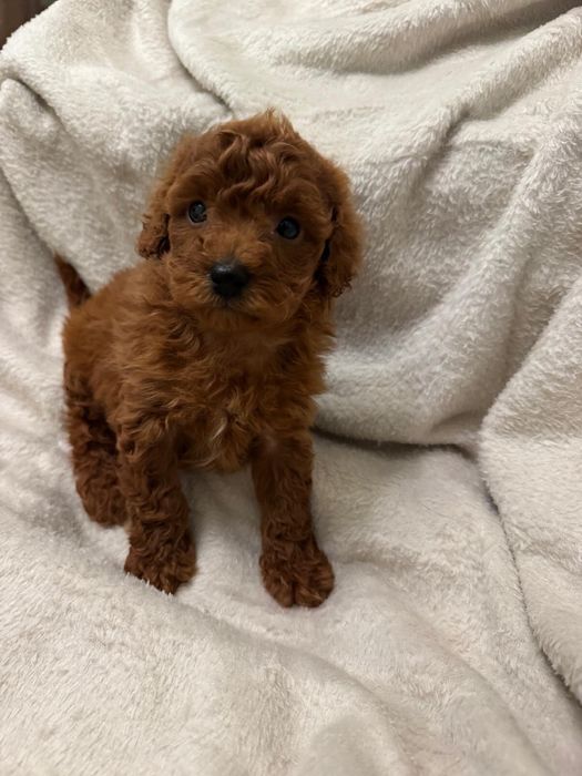 Caniche-Poodle Toy Baiat