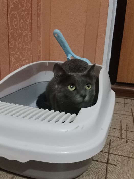 Кошка русская голубая