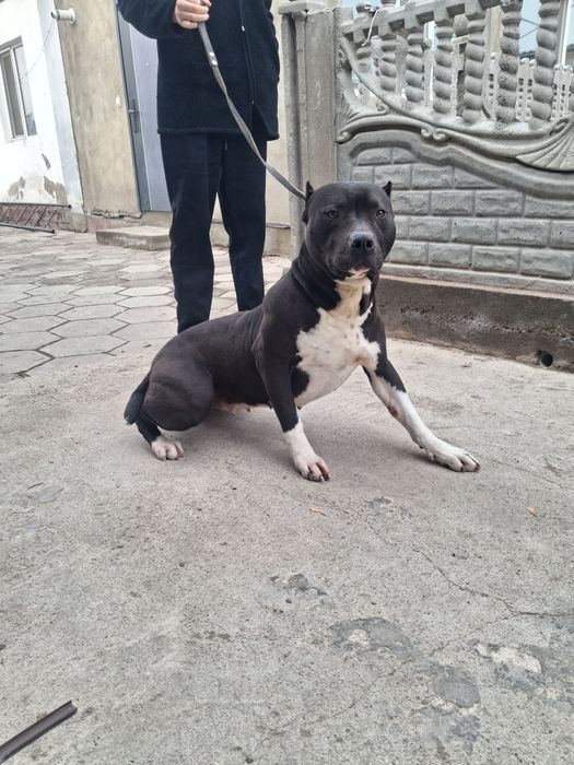 Щенки питбультерьера