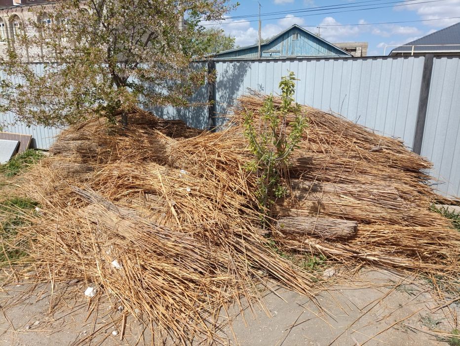 Қамыс камыш ағаштар тегін