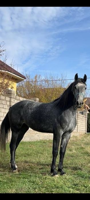 Элитный Орловский Рысак 3 Года