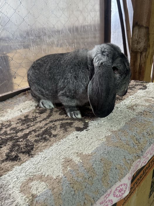 Iepuri berbec german