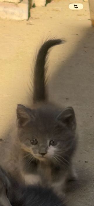 Маленькие котята