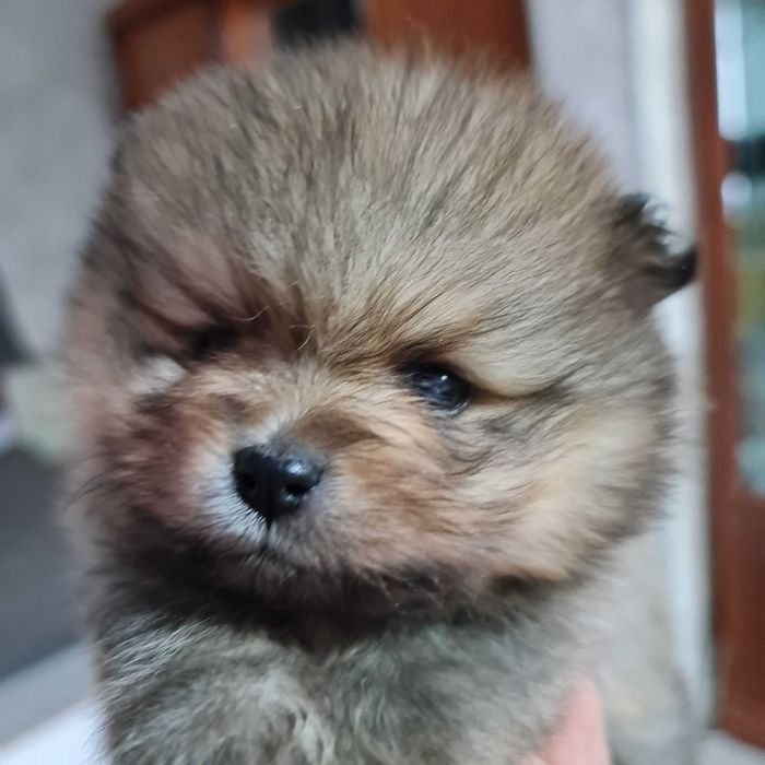 Померан миник шпиц