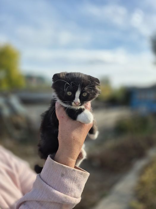 Котёнок вислоухий.