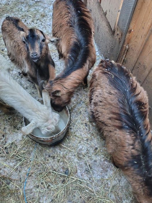 Vănd  5 ieduțe din vară din mame bune de lapte