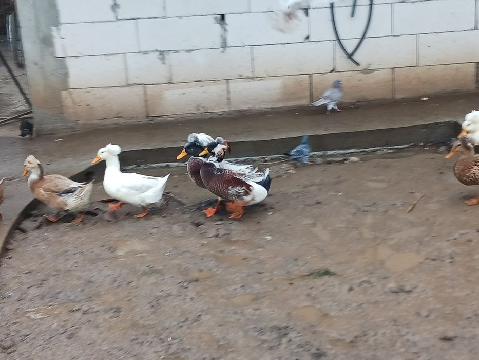 Rate românești moțate