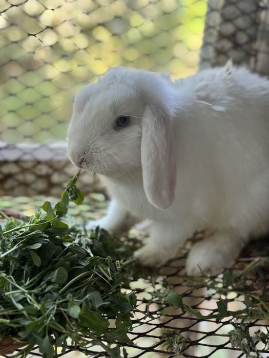 Вислоухие кролики баран Самцы