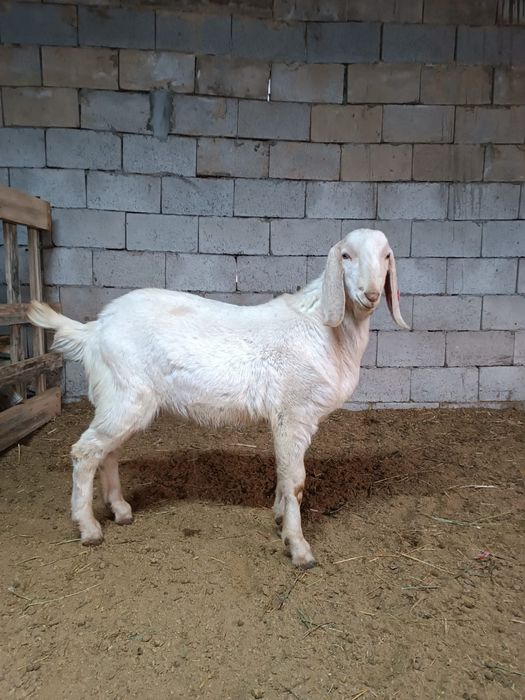 Породистые Козлы