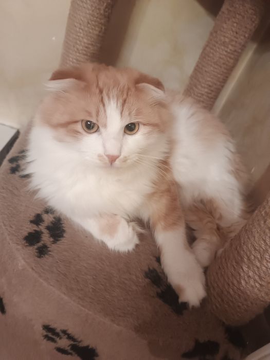 Зоогостиница передержка