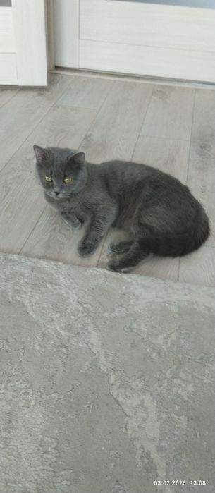 Кошка Британец!!!