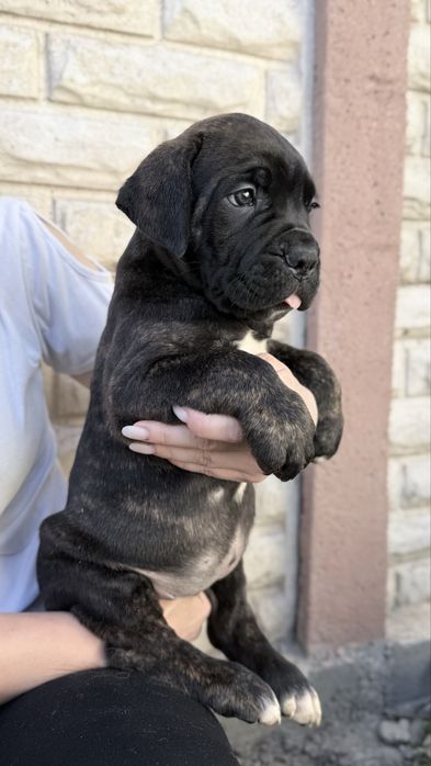 Italian Cane Corso